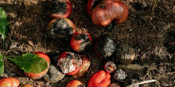 Natural Fertiliser Guide: Feeding Plants Without Chemicals