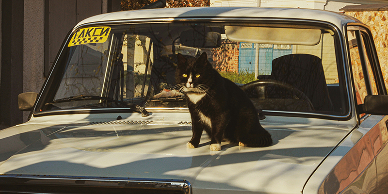 How to Buy a Cheap Used Car Through Goodwill Cars